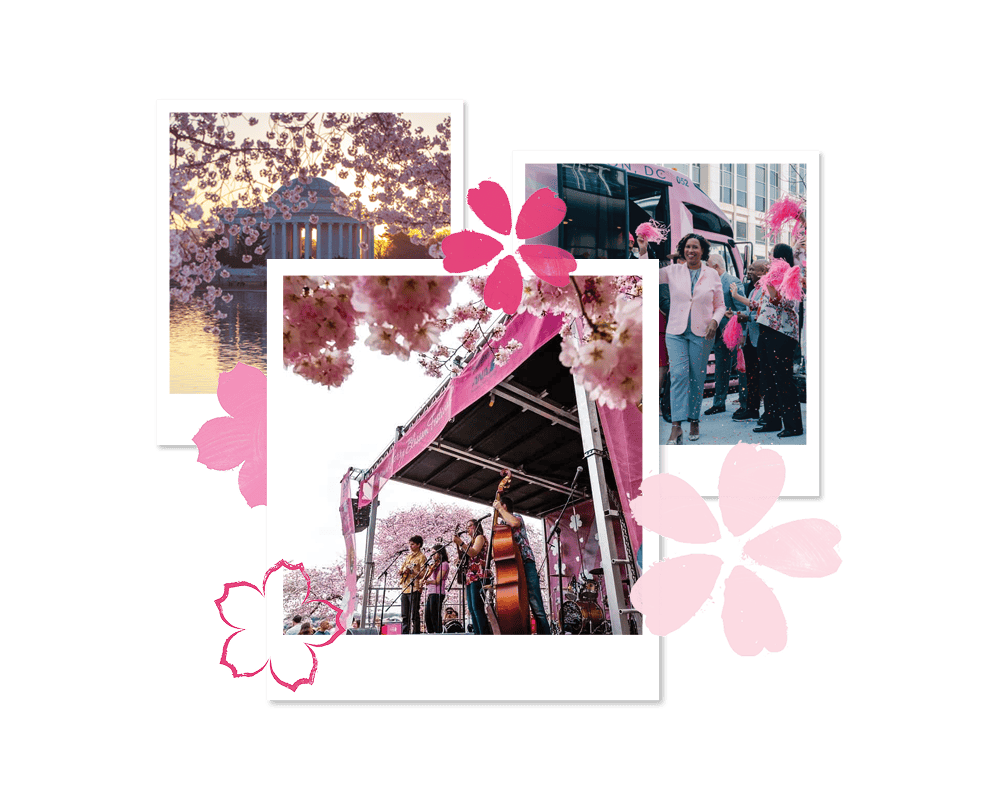 National Cherry Blossom Festival